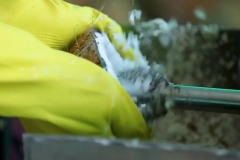 Coconut Scraping