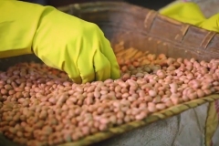 Groundnut Cleaning
