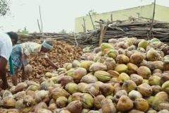 Coconut before Husting