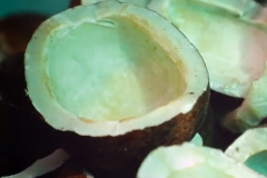 Dry Coconut