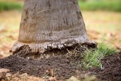 Manure Applied