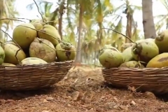 Coconut