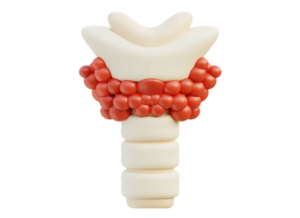 Thyroid Stimulating Hormone (TSH)